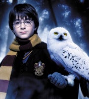 Harry Potter, responsable des abandons de chouettes - Citazine