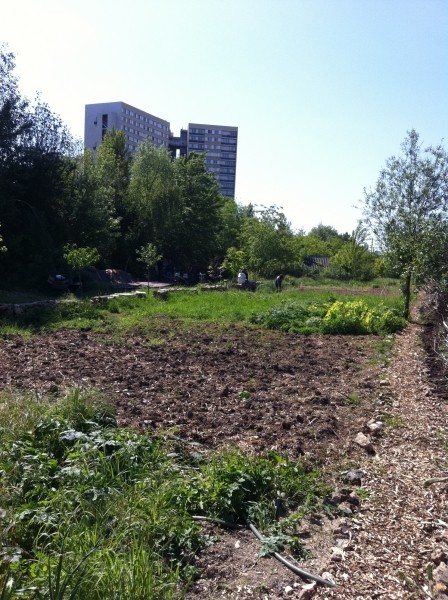 Diaporama La ferme dans le béton - Le potager collectif | Amélie Roux